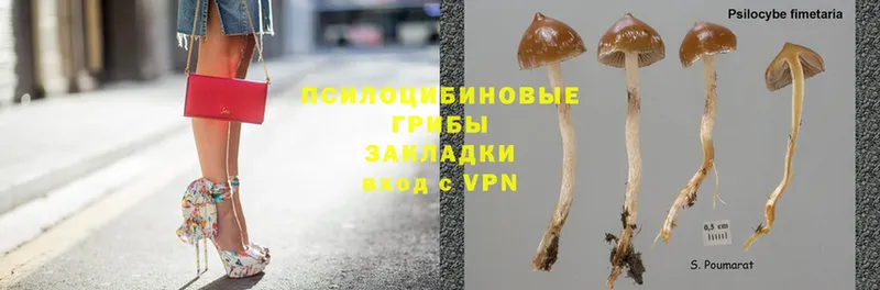 Галлюциногенные грибы Psilocybe  Электросталь 